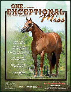 EXCEPTIONAL MS - AQHA HALTER MARE